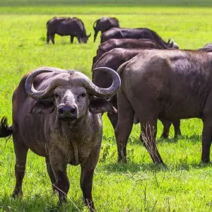 Explore Join us Serengeti Safari Experience 2-Day Tour Adventure with Reasonable Price. for 2 days with Africa Natural Tours and discover unforgettable experiences - Photo 4