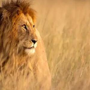 Explore The Best 10 Days Tanzania safari and Zanzibar beach holiday Tour with Reasonable Price for 10 days with Africa Natural Tours and discover unforgettable experiences - Photo 5