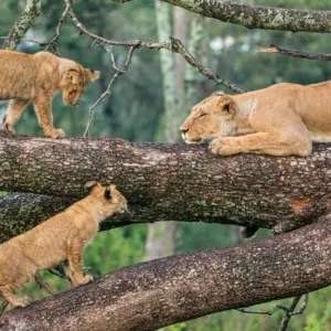 Explore 7-Day Eastern and Central Serengeti Migration Safari for an Unforgettable Adventure. for 7 days with Africa Natural Tours and discover unforgettable experiences - Photo 2
