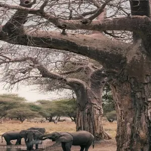 Explore The Best of Africa:7-Day Private Adventure Tour for 2025 & 2026 with Reasonable Price for 7 days with Africa Natural Tours and discover unforgettable experiences - Photo 6