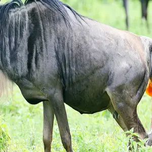 Explore 5 days Southern Serengeti migration: Ndutu calving season in December, January, February and March for 5 days with Africa Natural Tours and discover unforgettable experiences - Photo 4