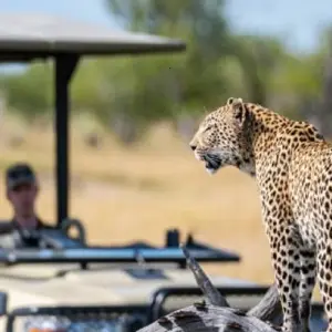Explore Join us Serengeti Safari Experience 2-Day Tour Adventure with Reasonable Price. for 2 days with Africa Natural Tours and discover unforgettable experiences - Photo 6