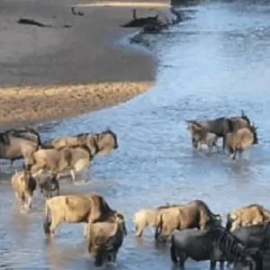 Explore 7-Day Eastern and Central Serengeti Migration Safari for an Unforgettable Adventure. for 7 days with Africa Natural Tours and discover unforgettable experiences - Photo 3