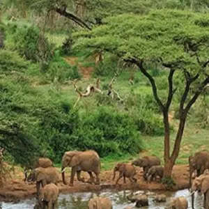 Explore 5 days Southern Serengeti migration: Ndutu calving season in December, January, February and March for 5 days with Africa Natural Tours and discover unforgettable experiences - Photo 5