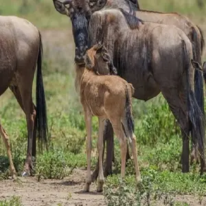 Explore 4 Days Western Corridor Serengeti Migration Safari in May, June and July with reasonable price for 4 days with Africa Natural Tours and discover unforgettable experiences - Photo 6