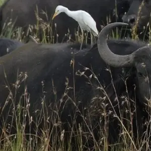 Explore The Best 9 Days African Safari Experience with Reasonable Price. for 9 days with Africa Natural Tours and discover unforgettable experiences - Photo 2