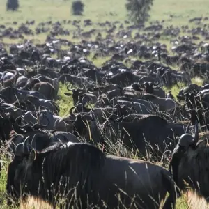 Explore Best 4 days East and Central Serengeti migration safari with Reasonable Prices. for 4 days with Africa Natural Tours and discover unforgettable experiences - Photo 6