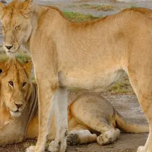 Explore 5 days Southern Serengeti migration: Ndutu calving season in December, January, February and March for 5 days with Africa Natural Tours and discover unforgettable experiences - Photo 6