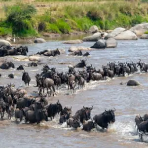 Explore Best 4-day Serengeti Migration Game Adventure at Affordable Prices. for 4 days with Africa Natural Tours and discover unforgettable experiences - Photo 6