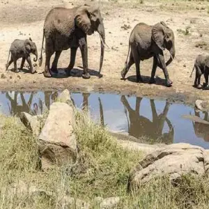 Explore The Best 9 Days African Safari Experience with Reasonable Price. for 9 days with Africa Natural Tours and discover unforgettable experiences - Photo 3