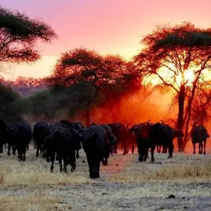 Explore Ultimate 7 days Western Corridor Serengeti Migration Safari. for 7 days with Africa Natural Tours and discover unforgettable experiences - Photo 2
