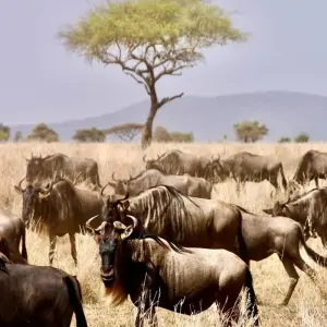Explore 6 days East and Central Serengeti migration safari: October and November; experience single movement of Wildebeest, Zebra and gazelle for 6 days with Africa Natural Tours and discover unforgettable experiences - Photo 7