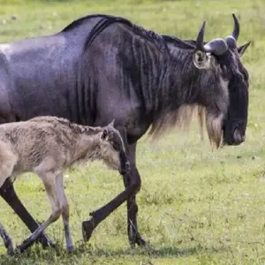 Explore 5 days Southern Serengeti migration: Ndutu calving season in December, January, February and March for 5 days with Africa Natural Tours and discover unforgettable experiences - Photo 7