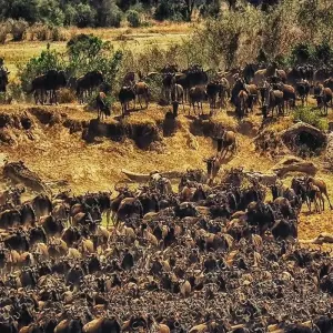 Explore 6 days East and Central Serengeti migration safari: October and November; experience single movement of Wildebeest, Zebra and gazelle for 6 days with Africa Natural Tours and discover unforgettable experiences - Photo 8