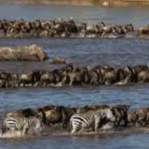 Explore 5-day Northern Serengeti migration safari: Mara River Crossing in July, August and September at an affordable price for 5 days with Africa Natural Tours and discover unforgettable experiences - Photo 7