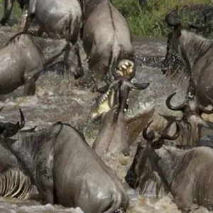 Explore 6-day Northern Serengeti Migration Safari during the Mara River Crossing in July, August and September for 6 days with Africa Natural Tours and discover unforgettable experiences - Photo 7