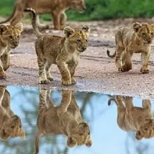 Explore Best 7 days North Serengeti migration safari Mara River Crossing with Reasonable Prices. for 7 days with Africa Natural Tours and discover unforgettable experiences - Photo 5