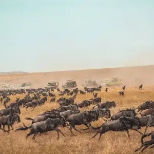 Explore Ultimate 7 days Western Corridor Serengeti Migration Safari. for 7 days with Africa Natural Tours and discover unforgettable experiences - Photo 4