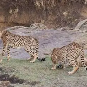 Explore The Best 9 Days African Safari Experience with Reasonable Price. for 9 days with Africa Natural Tours and discover unforgettable experiences - Photo 6