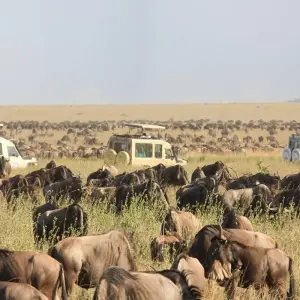 Explore 5 days Eastern and Central Serengeti migration safari with reasonable price for 5 days with Africa Natural Tours and discover unforgettable experiences - Photo 6