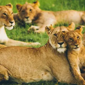 Explore 3 days Masai Mara safari in Kenya: explore the most famous park the Masai Mara National Reserve, at an affordable price for 3 days with Africa Natural Tours and discover unforgettable experiences - Photo 2