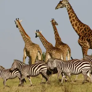 Explore 3 days Masai Mara safari in Kenya: explore the most famous park the Masai Mara National Reserve, at an affordable price for 3 days with Africa Natural Tours and discover unforgettable experiences - Photo 3