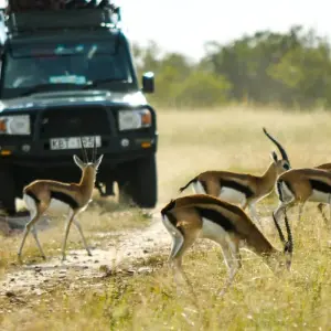 Explore 3 days Masai Mara safari in Kenya: explore the most famous park the Masai Mara National Reserve, at an affordable price for 3 days with Africa Natural Tours and discover unforgettable experiences - Photo 4