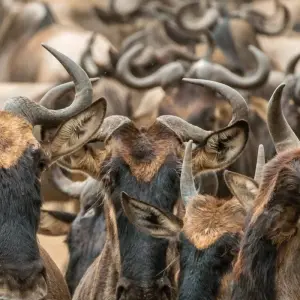 Explore 3 days Masai Mara safari in Kenya: explore the most famous park the Masai Mara National Reserve, at an affordable price for 3 days with Africa Natural Tours and discover unforgettable experiences - Photo 5