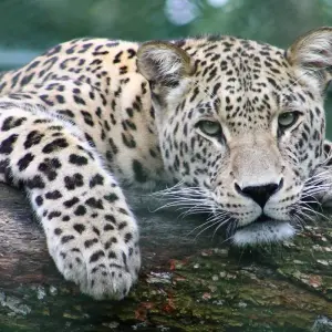 Explore 3 days Masai Mara safari in Kenya: explore the most famous park the Masai Mara National Reserve, at an affordable price for 3 days with Africa Natural Tours and discover unforgettable experiences - Photo 6