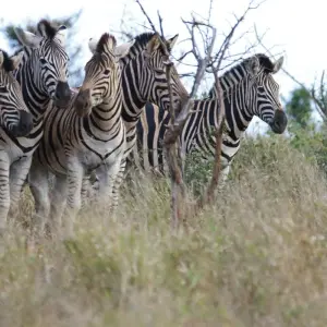 Explore Join Our Most Beautiful and Most-Famous 3-Day Masai Mara Safari with Best Guarantee Price. for 3 days with Africa Natural Tours and discover unforgettable experiences - Photo 6