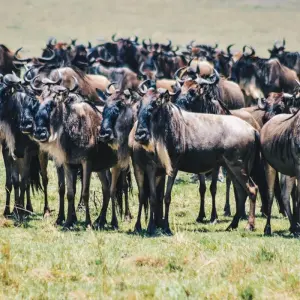 Explore Join Our Most Beautiful and Most-Famous 3-Day Masai Mara Safari with Best Guarantee Price. for 3 days with Africa Natural Tours and discover unforgettable experiences - Photo 7