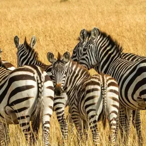 Explore Join Our Most Beautiful and Most-Famous 3-Day Masai Mara Safari with Best Guarantee Price. for 3 days with Africa Natural Tours and discover unforgettable experiences - Photo 8
