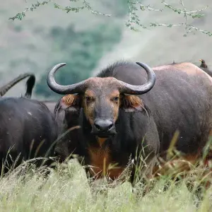Explore 9 Days Rwanda Tour for 9 days with African Travellers and discover unforgettable experiences - Photo 2
