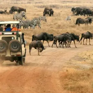 Explore 6-Days Private Budget Safari: Tarangire, Serengeti & Ngorongoro for 6 days with African Polecat Safaris and discover unforgettable experiences - Photo 2