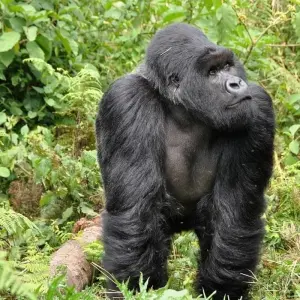 Explore 9 Days Rwanda Tour for 9 days with African Travellers and discover unforgettable experiences - Photo 5