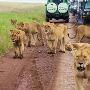 Explore 7 Days Private Budget Safari; Serengeti, Ngorongoro & Materuni for 7 days with African Polecat Safaris and discover unforgettable experiences - Photo 3