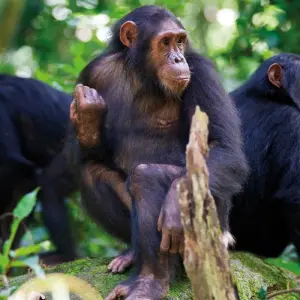 Explore 3 Days Rwanda authentic Rwanda Tour for 3 days with African Travellers and discover unforgettable experiences - Photo 5