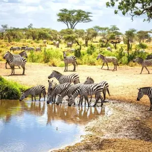Explore 6-Days Private Budget Safari: Tarangire, Serengeti & Ngorongoro for 6 days with African Polecat Safaris and discover unforgettable experiences - Photo 5