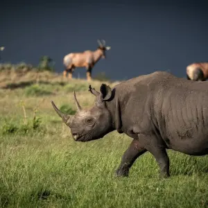 Explore 8-Days Private Midrange Family Safari for 8 days with African Polecat Safaris and discover unforgettable experiences - Photo 2