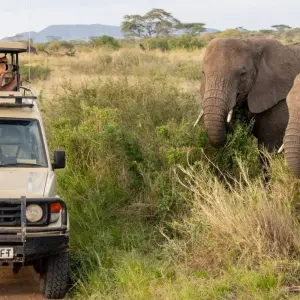 Explore 9-Days Private Midrange Migration Safari: Serengeti, Tarangire & Ngorongoro Crater for 9 days with African Polecat Safaris and discover unforgettable experiences - Photo 4
