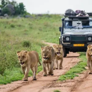 Explore 9-Days Private Midrange Migration Safari: Serengeti, Tarangire & Ngorongoro Crater for 9 days with African Polecat Safaris and discover unforgettable experiences - Photo 5
