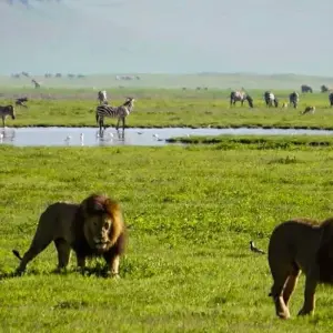 Explore 4-Day Private Midrange Safari: Tarangire, Ngorongoro & Kilimanjaro Day Hiking for 4 days with African Polecat Safaris and discover unforgettable experiences - Photo 8