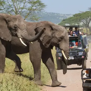 Explore 5-Day Wildebeest Migration Fly-In Private Mid-range Safari for 5 days with African Polecat Safaris and discover unforgettable experiences - Photo 10