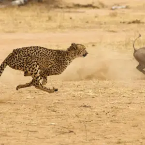 Explore 4-Days Private Midrange Safari; Tarangire, Ngorongoro Crater and Materuni waterfalls for 4 days with African Polecat Safaris and discover unforgettable experiences - Photo 8