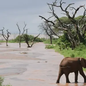 Explore 4-Days Private Midrange Safari: Serengeti National Park for 4 days with African Polecat Safaris and discover unforgettable experiences - Photo 9