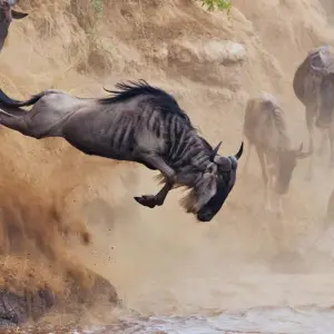 Explore 5-Day Wildebeest Migration Fly-In Private Mid-range Safari for 5 days with African Polecat Safaris and discover unforgettable experiences - Photo 11