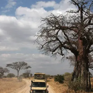 Explore 3-Days Tarangire & Ngorongoro Luxury Safari From & To Zanzibar for 3 days with African Polecat Safaris and discover unforgettable experiences - Photo 4