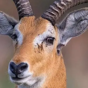 Explore 7-Days Camping safari to most visited National Parks in Africa for 7 days with African Polecat Safaris and discover unforgettable experiences - Photo 2