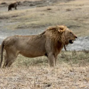 Explore 3-Days Tarangire & Ngorongoro Mid-Range Private Safari From & To Zanzibar for 3 days with African Polecat Safaris and discover unforgettable experiences - Photo 4