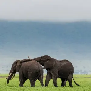 Explore 5- Days Private Mid-range safari to Africa leading National Parks for 5 days with African Polecat Safaris and discover unforgettable experiences - Photo 3